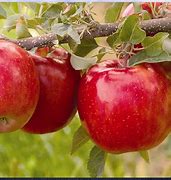 Image result for Fuji Apple Fruit