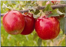 Image result for Small Fuji Apple