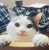 Image result for Beluga Cat Picture