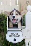 Image result for Mail Call Meme Cat