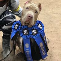 Image result for Pit Bull Shells