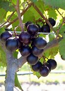 Image result for Muscadine Grape Florida