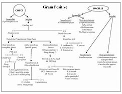 Image result for Gram-positive Bacteria Chart