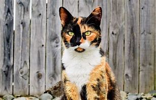 Image result for Turtle Shell Calico Cat