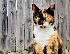 Image result for Turtle Shell Calico Cat