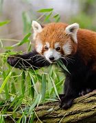 Image result for Cutest Wildlife Animals