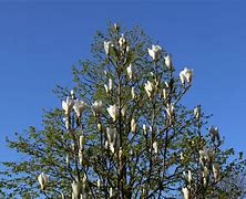 Image result for Magnolia cylindrica