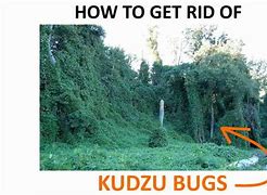 Image result for Kudzu Bug Trap