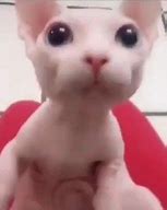 Image result for Bengus Cat Meme