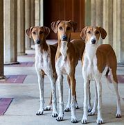 Image result for Unique Small Dogs