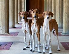 Image result for Unique Small Dog Breeds
