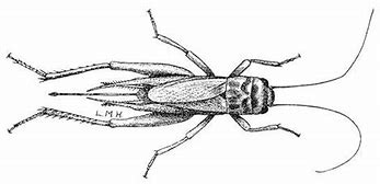 Image result for Line Drawing Insect Cricket