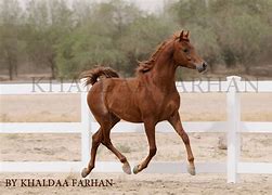 Image result for Star Stable Arabian Horse