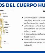 Image result for Cuantos Huesos Tiene El Cuerpo Humano