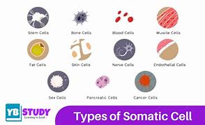Image result for Somatic Cells Examples