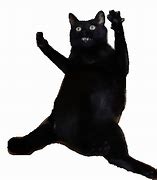 Image result for Dancing Cat Meme