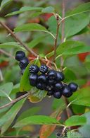 Image result for Aronia x prunifolia Aron