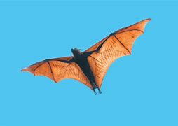 Image result for Bats Pet Sleeping