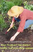 Image result for Carrot Growing Process