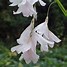 Image result for Dierama Guinevere
