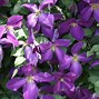 Image result for Purple Clematis Plant