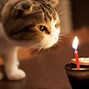 Image result for Funny Cat Portraits