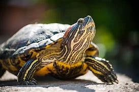 Image result for Slider Turtle