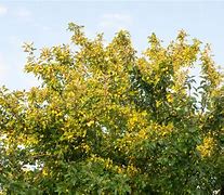 Image result for Green Crabapple Tree