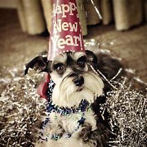 Image result for Schnauzer Happy New Year
