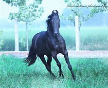 Image result for Kathiawari Horse