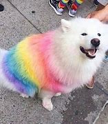 Image result for Rainbow Dog Meme Cool