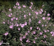 Image result for Lavatera Candy Floss