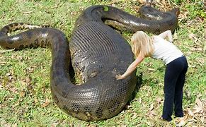 Image result for Python Anaconda Largest World Biggest Snake