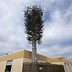 Image result for Fake Tree Cell Tower