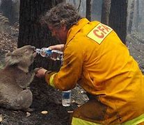 Image result for Person Saving Animals