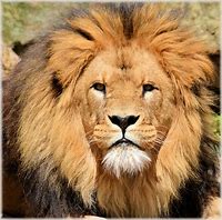 Image result for Lions Drag Strip