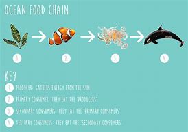 Image result for Pacific Ocean Food Chain