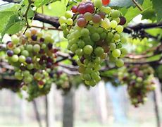 Image result for Grape Variety Chart