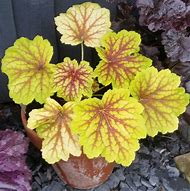 Image result for Heuchera Electric Lime ®