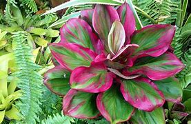 Image result for African Jungle Flowers