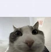 Image result for Cat Memes No Text