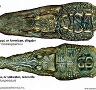 Image result for Difference Between Alligator and Crocodile Head