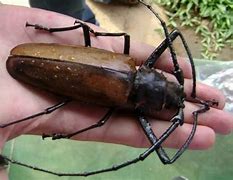 Image result for largest bugs ever discovered australian