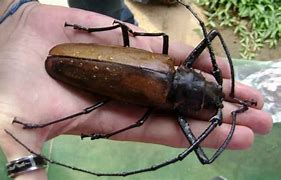 Image result for Biggest Bug That Ever Existed