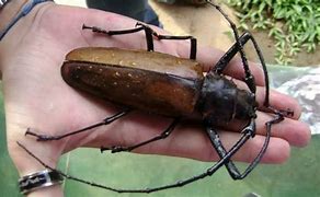 Image result for What Is the Biggest Bug in the World