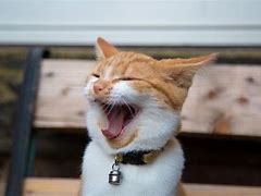 Image result for Beautiful Happy Cat
