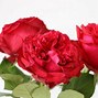Image result for Rose Rouge Royale Red
