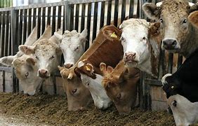 Image result for Beef Cattle Finishing Rations