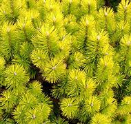 Image result for Pinus mugo Lemon
