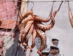 Image result for Paralarval Octopus